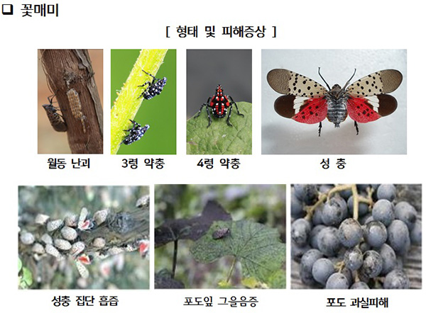 강원도농업기술원, '외래 돌발해충' 예찰 방제 당부