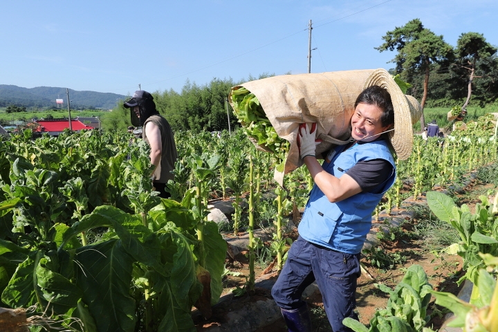 KT&G 임직원이 잎담배 농가를 방문해 수확 봉사활동을 실시하고 있다. [사진=KT&G]