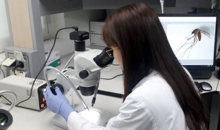 대전시 보건환경연구원은 대전지역에서 올해 처음으로 일본뇌염을 매개하는 '작은빨간집모기'가 발견됐다고 19일 밝혔다. [사진=대전시보건환경연구원]