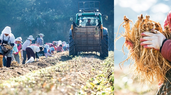 인삼을 수확하는 농민들. [사진=KGC인삼공사]