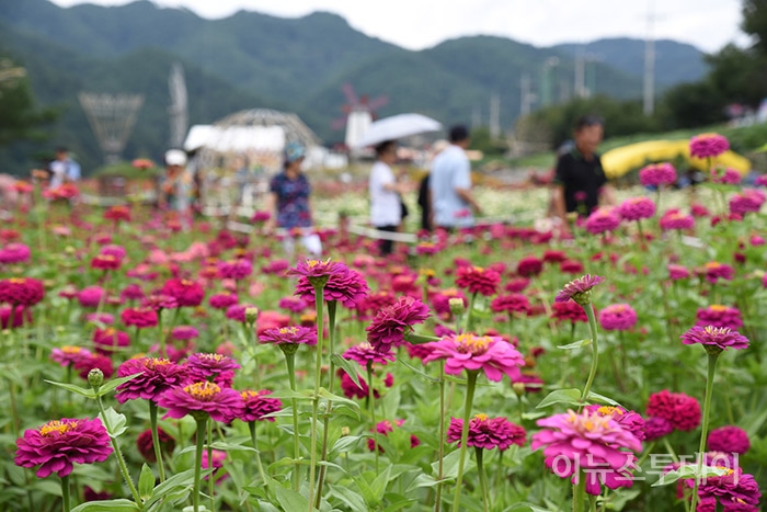 추석 연휴 3일째인 14일 오후 강원 평창군 평창강 둔치일원에서 열린 백일홍축제를 찾은 관광객들이 백일홍 꽃밭을 거닐고 있다.