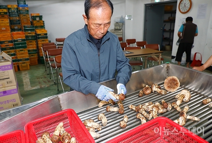 16일 강원 양양속초산림조합 송이공판장에서 주민들이 채취해 온 자연산 송이 수매를 진행하고 있다.
