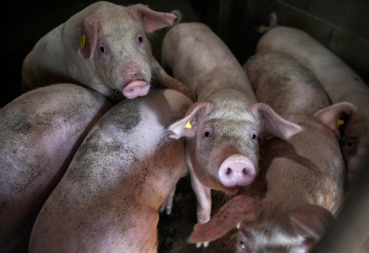 3일 불가리아 남동부 베즈메르 지역의 한 농가에서 사육되는 돼지들의 모습. [사진=연합뉴스]