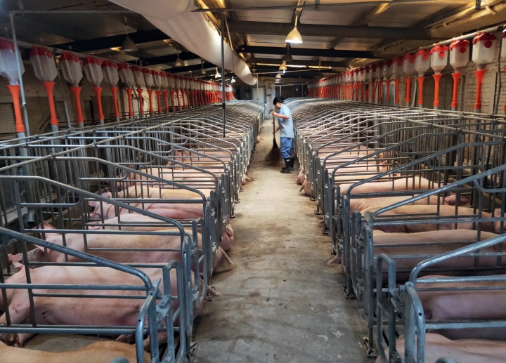 지난달 28일 중국 장시성 난창의 돼지농장. [사진=연합뉴스]