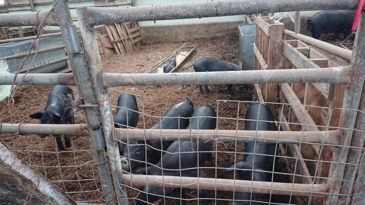 영양군, 아프리카돼지열병 차단방역 위한 수매(도태) 조치[사진=영양군]