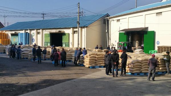 문경시가 건조벼 수매에 앞서 지난 11월 5일까지 산동농협 RPC에서 진행된 산물벼 수매에서 1만9582포대의 물량을 매입했다.[사진=문경시]