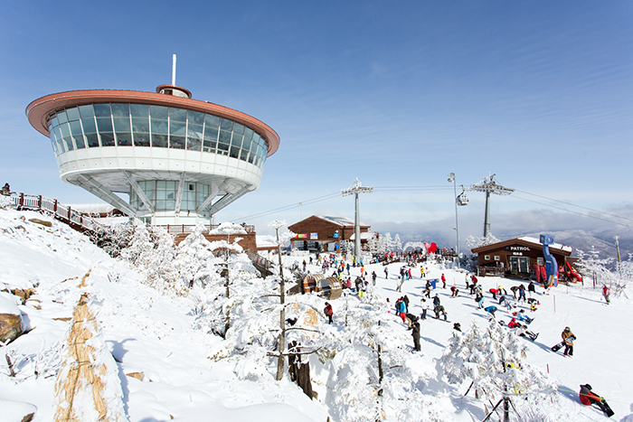 하이원 리조트 스키장에서 관광객들이 스키를 즐기고 있다. [사진=하이원리조트]