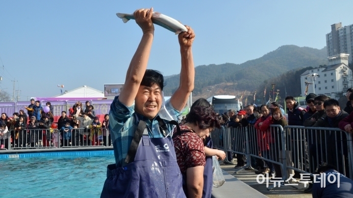 10일 개막한 홍천강 꽁꽁축제장에서 맨손송어잡기 프로그램에 참석한 한 관광객이 송어를 잡아 들어올리고 있다.
