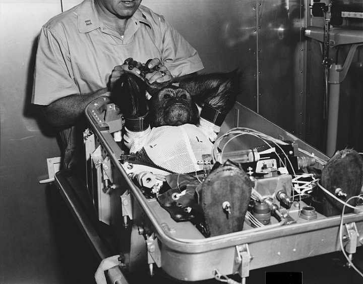 1961년 머큐리 아틀라스 호에 투입되기 전의 우주비행사 침팬지 이노스. [사진=위키피디아]