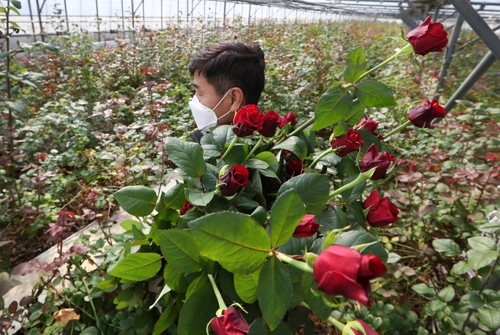 2월 7일 오후 광주 광산구 한 화훼농가 주인이 장미를 수확하고 있다. [사진=연합뉴스]