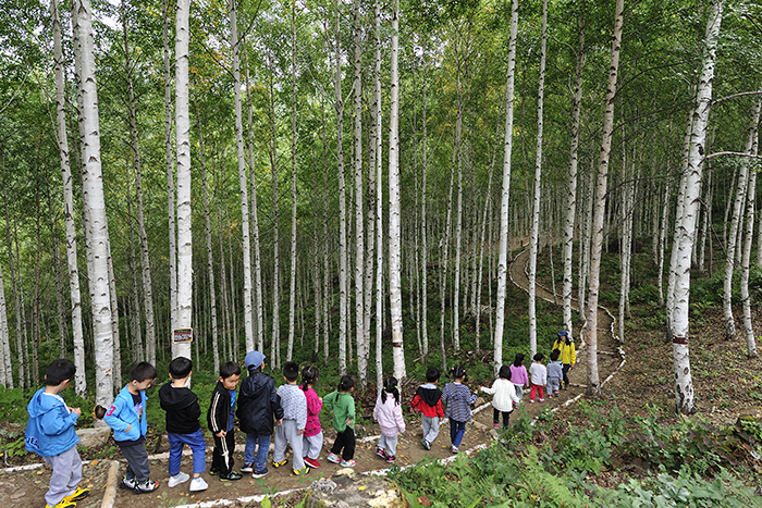인제 자작나무 숲길을 걷는 어린이들 [사진=북부지방산림청]