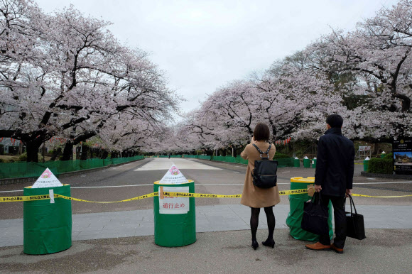 일본 도쿄도(東京都)가 주말 외출 자제를 요청한 첫날인 지난달 28일 도쿄 우에노 공원 벚꽃길이 폐쇄됐다. [사진=연합뉴스]