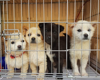 시 동물보호센터에 구조된 강아지들. [사진=용인시]