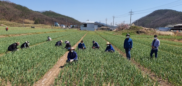 경북도 농축산유통국 직원들이 의성군의 마늘 농가를 찾아 일손을 도왔다[사진=경북도]