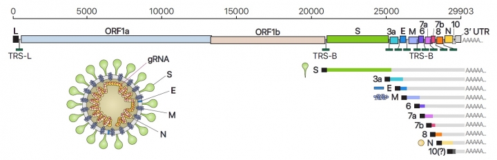 사스코로나바이러스-2의 유전체RNA 및 하위유전체RNA 구성, 바이러스 입자 구조의 모식도. [사진=기초과학연구원]