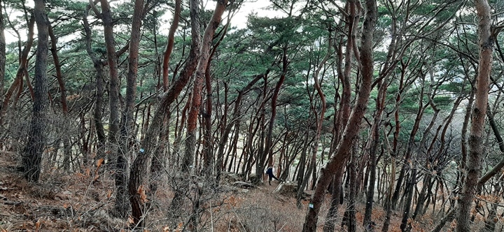 숲가꾸기가 필요한 팔달산 소나무 숲. [사진=수원시]