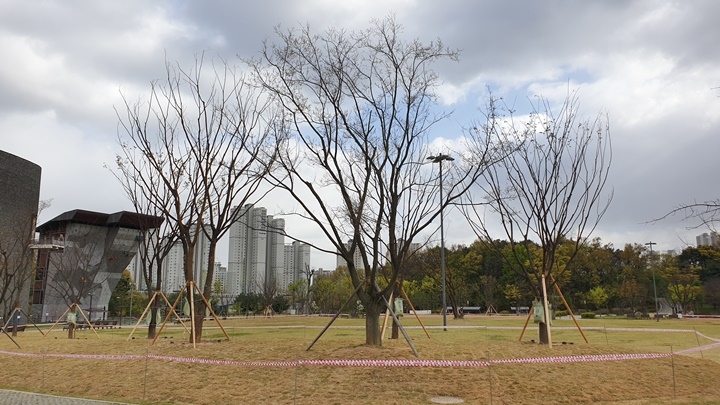 광교호수공원 재미난밭에 도시숲으로 식재된 느티나무.