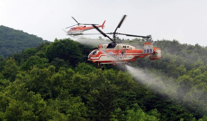 산림청은 농촌진흥청과 지자체 농림·산림부서 등과 함께 오는 20일부터 다음달 30일까지 전국 농림지(농경·산림지) 대상 돌발해충 협업방제를 추진한다고 18일 밝혔다. 사진은 소형 AS350(왼쪽)과 대형 KA-32 헬기가 방제를 하고 있다. [사진=산림청]
