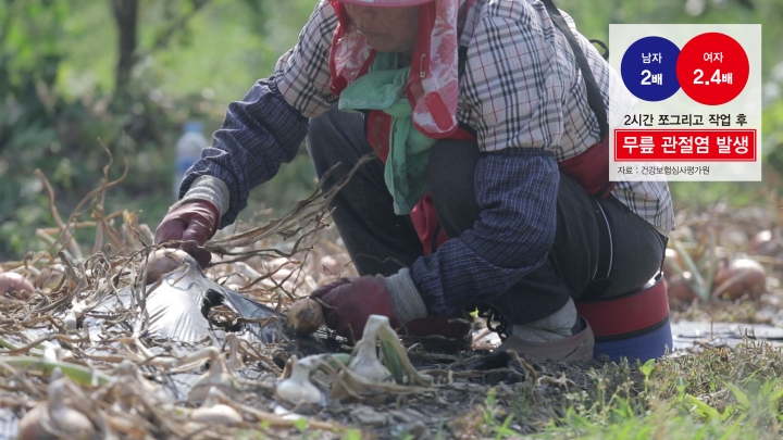 농작업용 편의의자를 착용하고 양파수확 작업을 하고 있는 농업인 모습[사진=(주)에덴뷰]