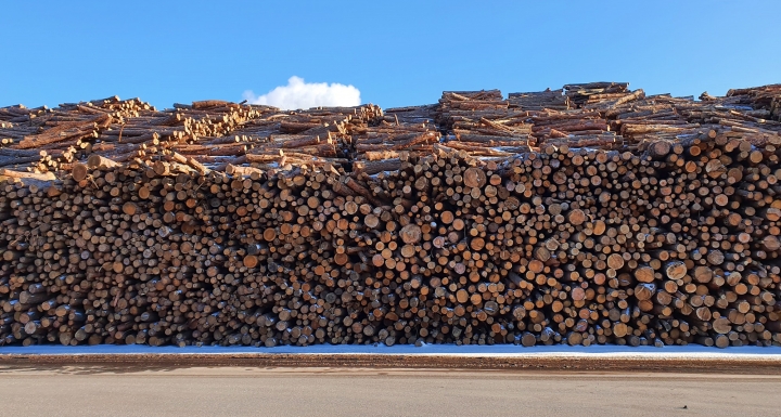 산림청은 '목재의 지속가능한 이용에 관한 법률 시행령·시행규칙'이 4일 개정·시행됐고 밝혔다. [사진=산림청]