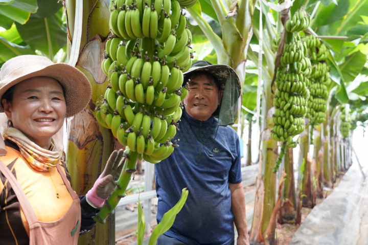 북평면 용수리 신용균, 홍홍금 부부의 땅끝농부 바나나 농장. 해남산 바나나가 7월 수확을 앞두고 있다. [사진=해남군]