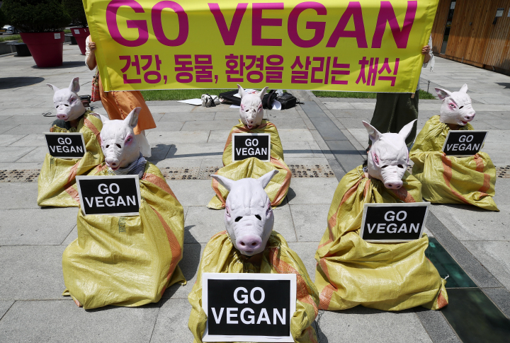 지난 6월 서울 광화문광장에서 '비건을지향하는모든사람들' 회원들이 돼지 얼굴을 본딴 마스크를 쓰고 포대에 들어가 비건(고기, 난류, 유제품 등 모든 동물성 식품을 거부하는 것) 채식을 촉구하는 퍼포먼스를 하고 있다.