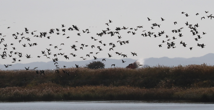 겨울 철새들이 찾아오자 관계자들이 조류인플루엔자 방역을 하는 모습. [사진=연합뉴스]