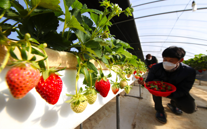 지난달 전남 담양군 봉산면 와우딸기작목회 한 농가에서 빨갛게 익은 딸기를 수확하고 있다. [사진=연합뉴스]