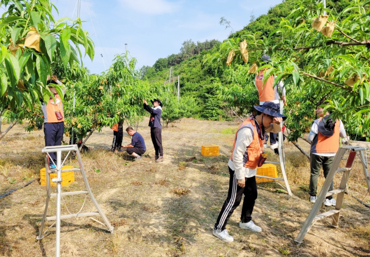 한국전력 영동지사는 8일 농번기를 맞은 지역 농촌마을의 부족한 일손 돕기 봉사활동을 펼쳤다고 9일 밝혔다. [사진=한국전력 영동지사]