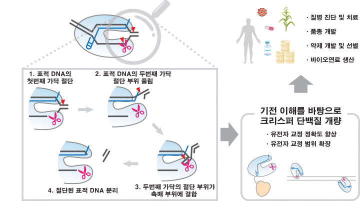 CRISPRCas12a 유전자 가위가 표적 DNA를 자르는 핵심 과정과 기대효과. [사진=지스트]