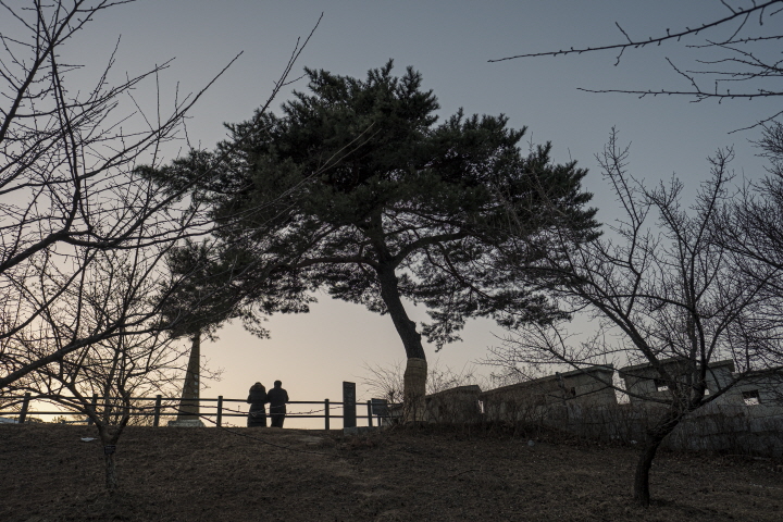 저녁 무렵의 윤동주 소나무. [사진=한국관광공사]