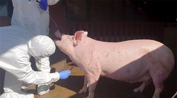 아프리카돼지열병(ASF)을 막기 위해 도내 방역 관계자가 돼지에게서 채혈을 하고 있다. [사진제공=강원도]