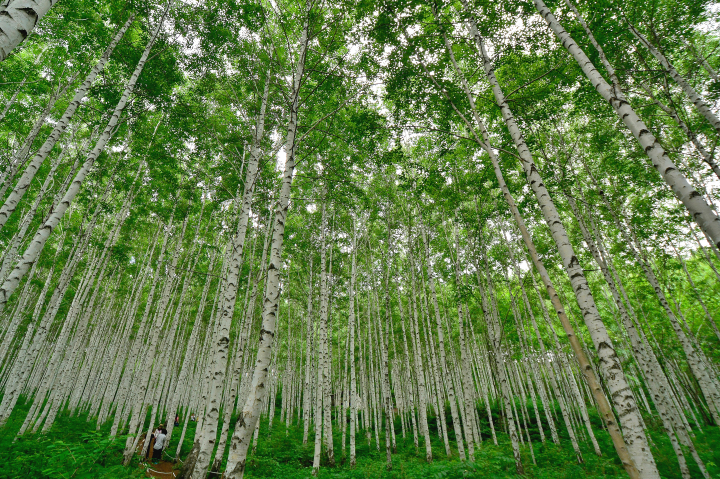 인제 원대리 자작나무 숲 모습. [사진=인제군]