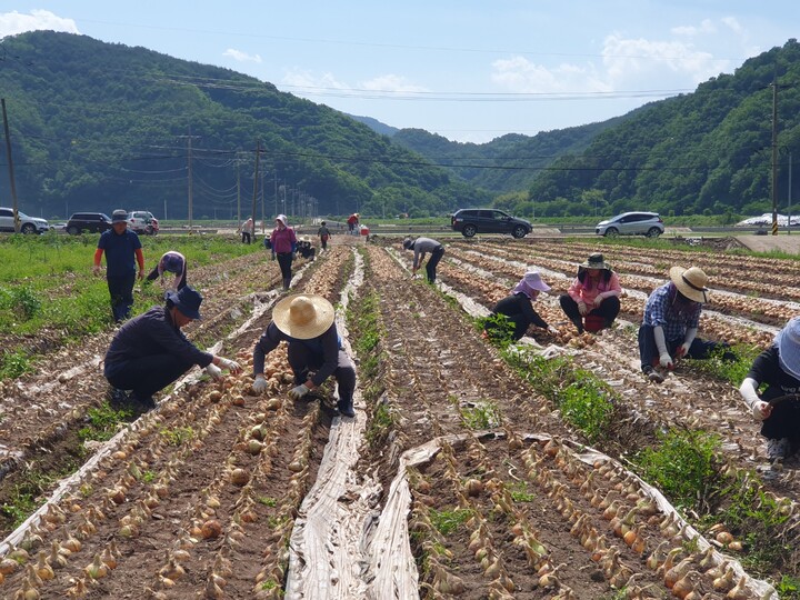 의령군 공무원 농촌 일손돕기