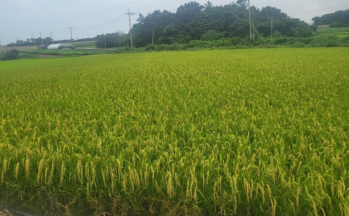 가루쌀 생산단지인 전남 해남 황산면 연당리 농지 모습 [사진=전남도]