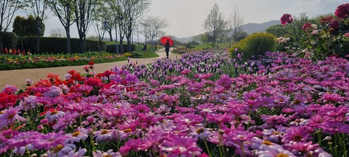 지난해 목마가렛, 라벤다, 제라늄 형형색색의 봄꽃이 만발한 꿈길 [사진=순천시]