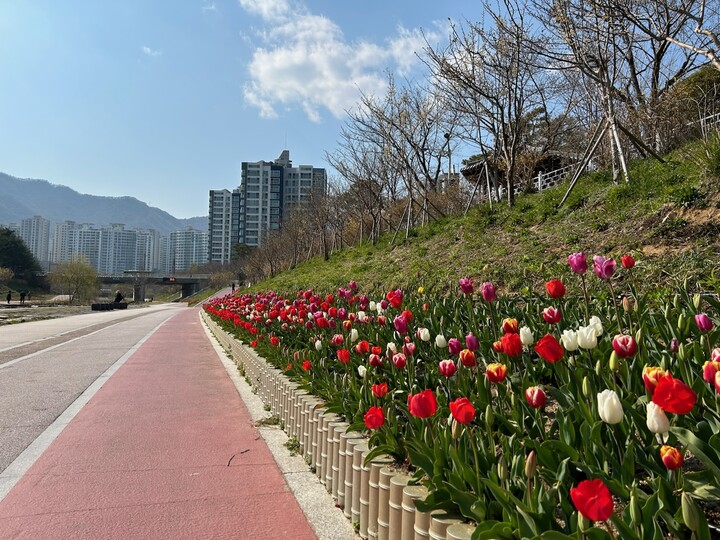기장군이 좌광천 일원에 새봄맞이 튤립 꽃길을 조성했다 [사진=기장군]
