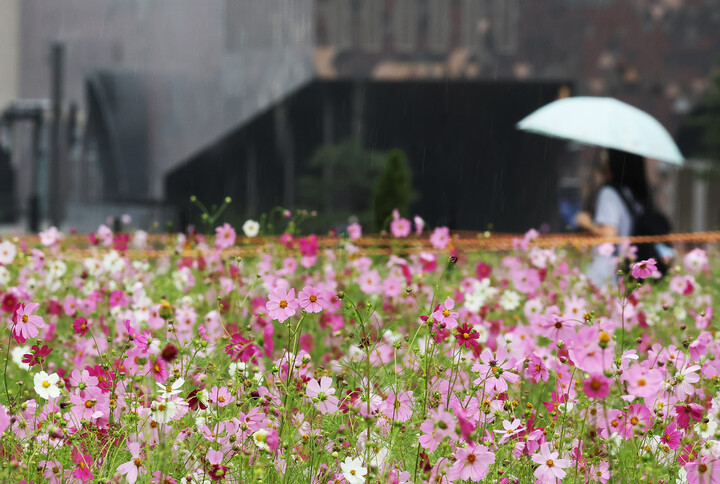 가을비가 내린 지난달 24일 경기도 수원시 영통구 경기도청 앞에서 우산을 쓴 시민들이 활짝 핀 코스모스 사이를 지나고 있다. [사진=연합]