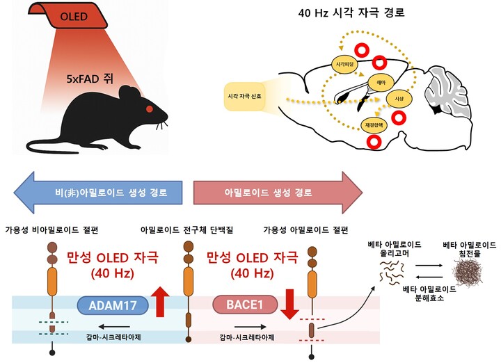 적색 OLED 로 신경 세포를 자극 알츠하이머 실험용 쥐의 아밀로이드 베타의 줄이는 기전. [사진=