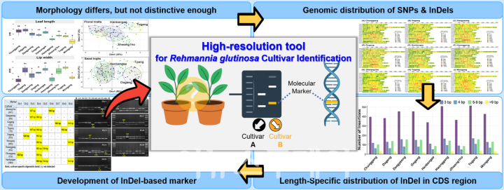 박인규 교수 연구팀의 연구 흐름도[사진=국립창원대]