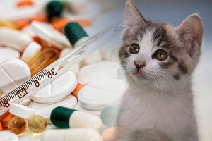 '10년 도박'보다 '반려동물'이 낫다···동물용의약품에 쏠린 눈 - 뉴스 썸네일 이미지